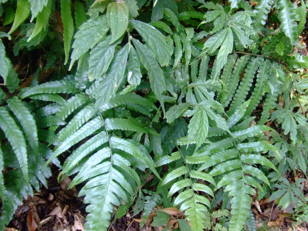 DSCF0330.JPG