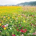 Flower-sea in Shinshou