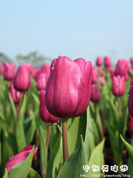 鬱金香花季