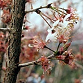 梅峰桃花緣