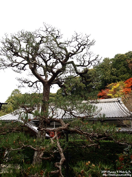 南禪寺周邊