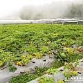 高麗菜園