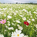 Flower-sea in Shinshou