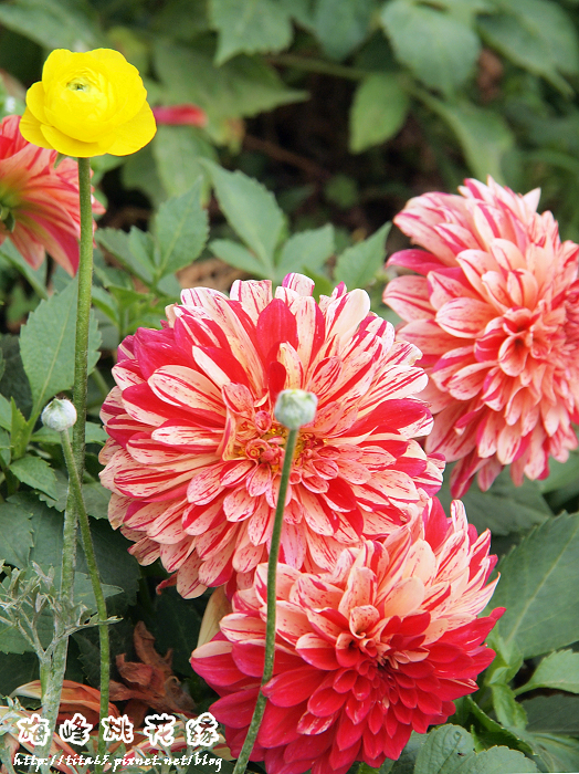 溫室花園