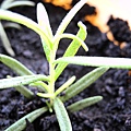 DSCN1137.JPG