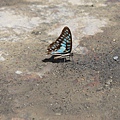 IMG_2307.jpg