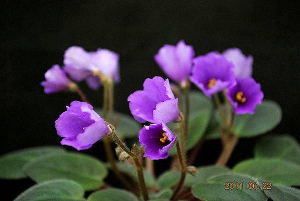 ' Tiyuan's Purple Wind Chame'-堤緣的紫風鈴