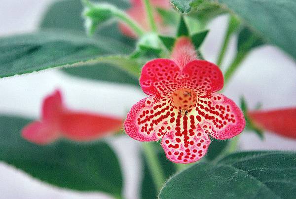 Kohleria  Manchu