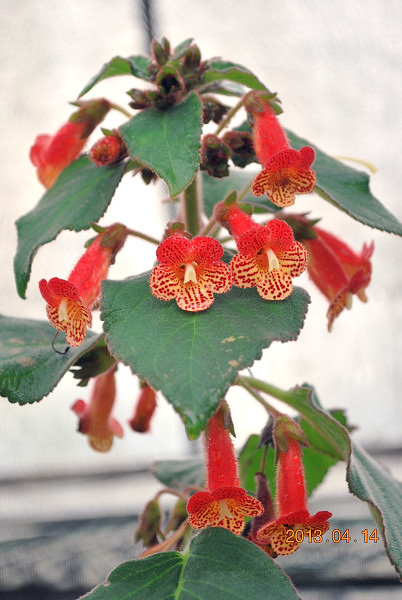 Kohleria 'Carl'新.jpg