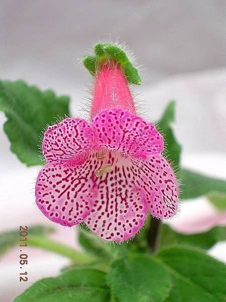 Kohleria 'Clown Prince'.jpg