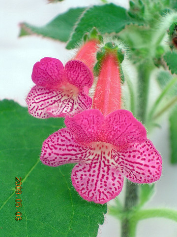 Kohleria 'Connecticut Belle'-花面.jpg