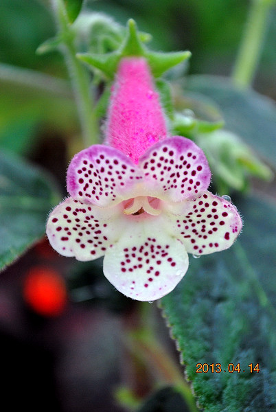 Kohleria 'Designer's Evening Gown.jpg