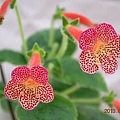 Kohleria 'Hanna Roberts'...jpg