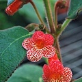 Kohleria 'HCY's Sevillana'HCY的塞維亞舞.jpg