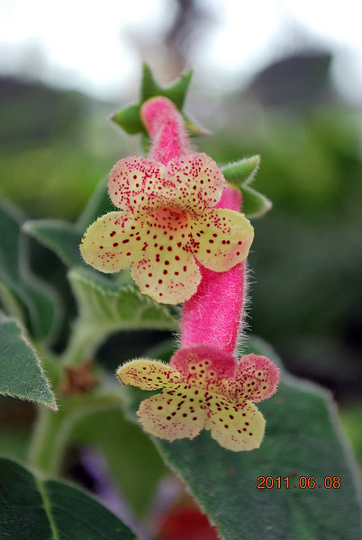 Kohleria 'HCY's Vanilla Puddin''HCY的香草布丁.jpg