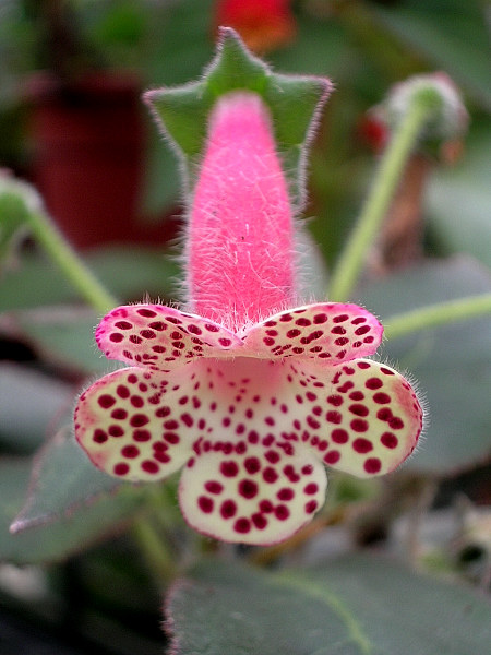 Kohleria 'HCY's Venus'HCY的維納斯.jpg