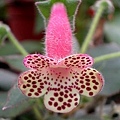 Kohleria 'HCY's Venus'HCY的維納斯.jpg