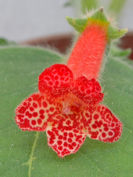 Kohleria Hybrid 混生貓-老盛.jpg