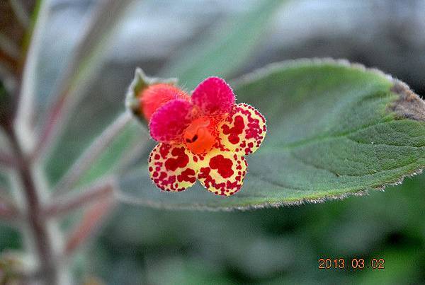 Kohleria multifolia.jpg