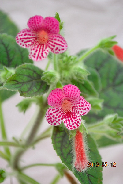 Kohleria 'Peridot's Palenque'.jpg