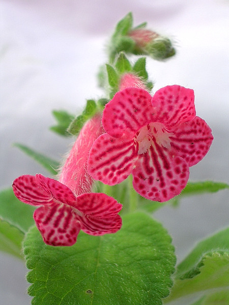 Kohleria 'Punch'5-19.jpg