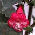 Kohleria 'Ruby'.jpg