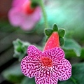 Kohleria 'Sunshine'.jpg