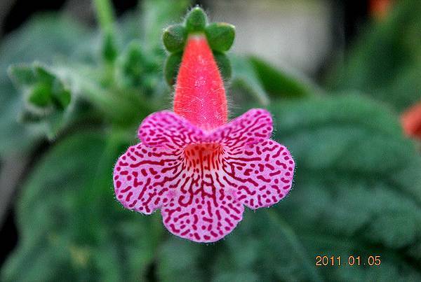 Kohleria 'Sunshine'-花面.jpg