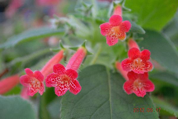 Kohleria Hybrid