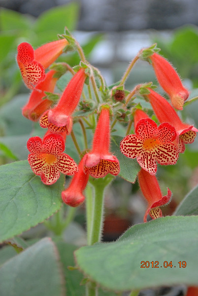 Kohleria 'HCY's Sevillana'塞維爾亞舞