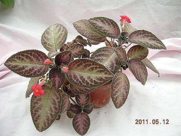 Episcia. 'War Paint'.jpg