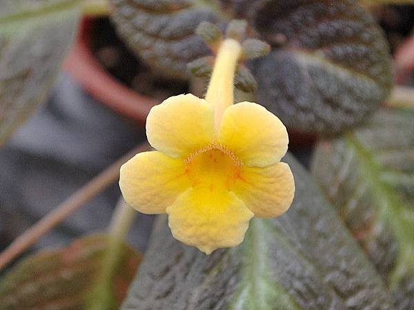 Episcia ''Lemontree''.jpg