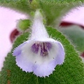 Episcia. 'Blue Heaven'.jpg