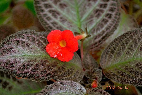 Episcia. 'Coco'.jpg