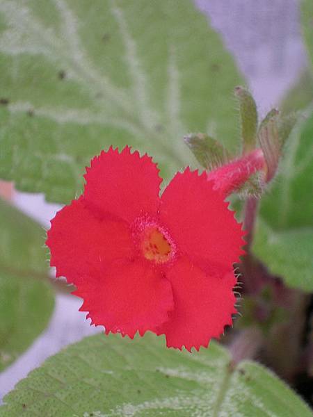 Episcia. 'Jim's Moonlit valley.jpg