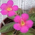 Episcia. 'Pink Panther'.jpg