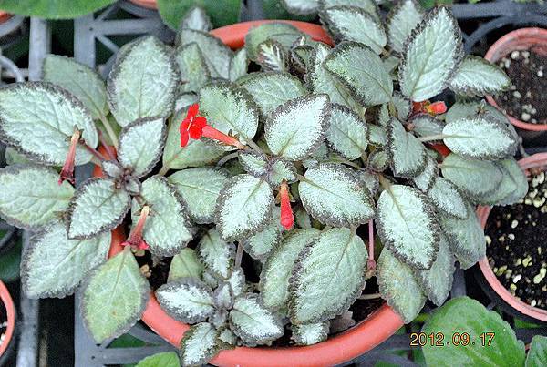 Episcia. 'Silver Skies'.jpg