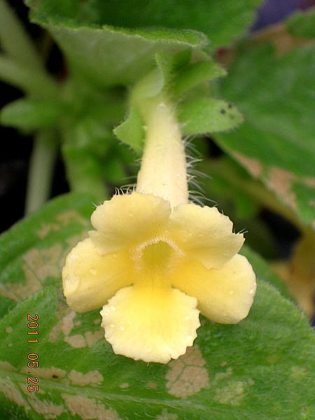 Episcia. 'Tropical Topaz'黃寶石.jpg