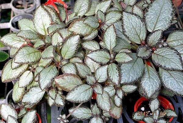 Episcia. 'Silver Skies' 銀色天空