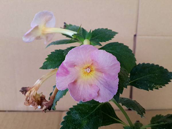 Achimenes 'Yellow English Rose'