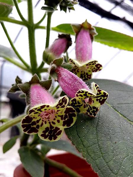 Kohleria 'Designer's Helloween'設計師的萬聖節樂團