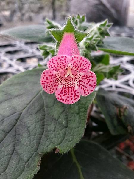 Kohleria 'HCY's Teenage Dream'HCY的青春夢