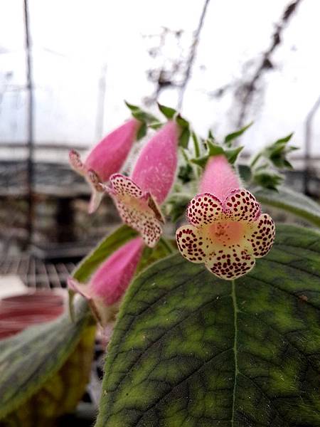 Kohleria 'HCY's Jardin De Monet'HCY的莫內花園