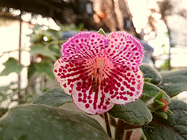 Kohleria 'HCY's Rainbow Ribbon'HCY的彩虹緞帶