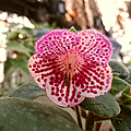 Kohleria 'HCY's Rainbow Ribbon'HCY的彩虹緞帶