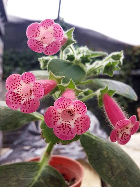 Kohleria 'HCY's Teenage Dream'HCY的青春夢