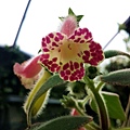 Kohleria 'HCY's Dark Patch'