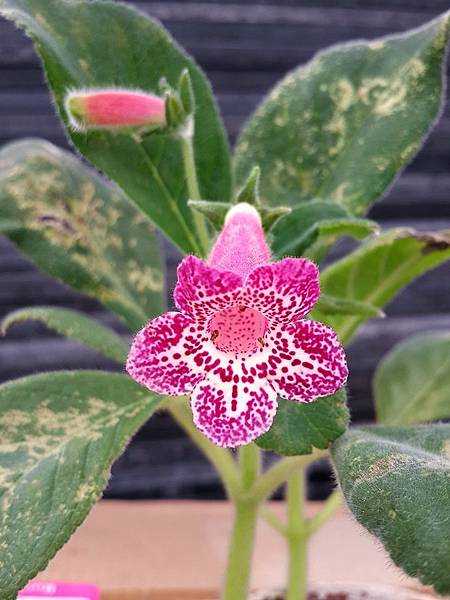 Kohleria 'Yf's Leah'