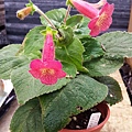 Kohleria 'HCY's Honey'HCY的蜜糖兒 (3)