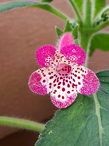 Kohleria' Elvira